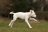 DOGUE ARGENTIN 150
